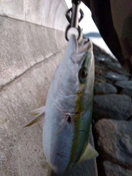 初、青物…しかもブリサイズ